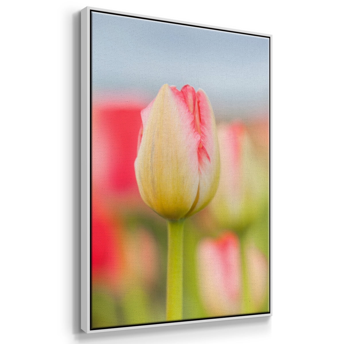 Twotone Tulip Framed Premium Gallery Wrapped Canvas - Ready to Hang