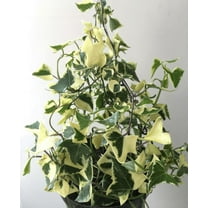Variegated Wax Ivy Plant Live for Planting, Live Senecio Macroglossus Variegatum Plant in 4 Inch Pot Indoor Outdoor