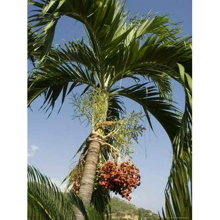 Fruit on Palm Tree, Nicoya Pennisula, Costa Rica, Central America Print Wall Art By R H (Best Fruit In Costa Rica)