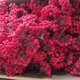 thumbnail image 2 of Decoraciones para árboles de Navidad, guirnalda de 40 cabezas, flores artificiales de bayas y frutas, suministro para el hogar, sala de estar, decoración de boda, 2022, 2 of 4