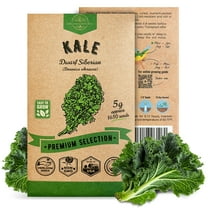 Organo Republic Kale Dwarf Siberian Seeds – 1,650  Non-GMO Heirloom Seeds, 5G Packet for Planting Greens Indoors & Outdoors, Nutrient-Rich Kale for Home Garden