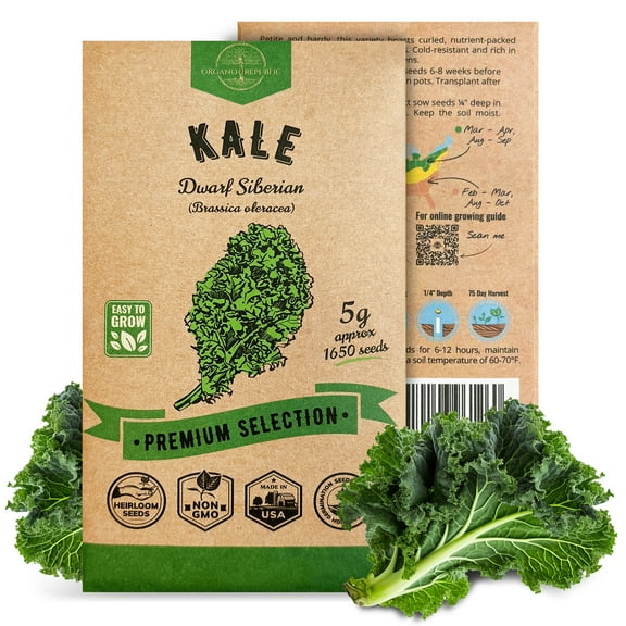 Organo Republic Kale Dwarf Siberian Seeds – 1,650  Non-GMO Heirloom Seeds, 5G Packet for Planting Greens Indoors & Outdoors, Nutrient-Rich Kale for Home Garden