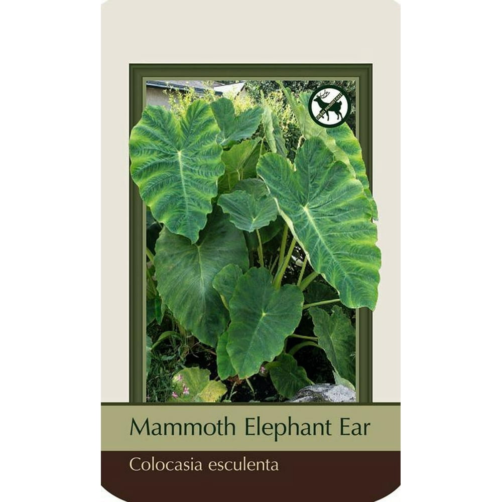 Mammoth Elephant Ear 1 Bulb 18/+" Colocasia esculenta