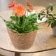 thumbnail image 2 of 2 cestas de mimbre para macetas, cestas de flores de paja tejidas, cestas rústicas para arreglos florales, 2 of 8