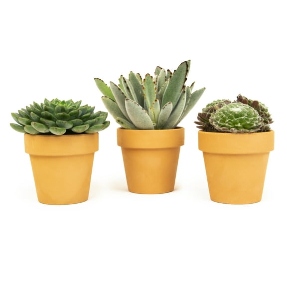 Altman Plants 2.5" Succulent Live Plants (3 Pack) with Clay Pots