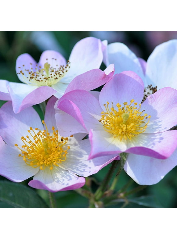 Rose Bushes in Garden Bushes