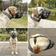 thumbnail image 5 of 2023 New Comfy Soft Silicone Pet Dog Muzzle Basket Muzzles, 5 of 5