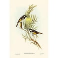 thumbnail image 2 of Gould, John 11x14 Black Modern Framed Museum Art Print Titled - Moustached Honey-eater-Meliphaga mystacalis, 2 of 4