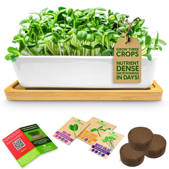Kit de cultivo de microgreens ZESTIGREENS con maceta de cerámica