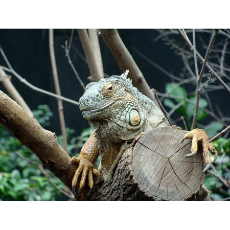 LAMINATED POSTER Close Up France Vincennes Iguana Zoo Animals Head Poster Print 24 x
