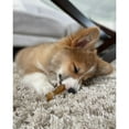 thumbnail image 3 of Nylabone Puppy Chew Teething Bone & Ring Bone Chew Toy Chicken Medium (2 Count), 3 of 14