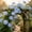 Clematis-B, variant on Exotic Vibrant Clematis for Cultivation-(Non Artificial))-Blossom Every Year, Rapid Growth, Indoor Ornament-Elegant Present Yard-Decorative-High Grade Garden Supports