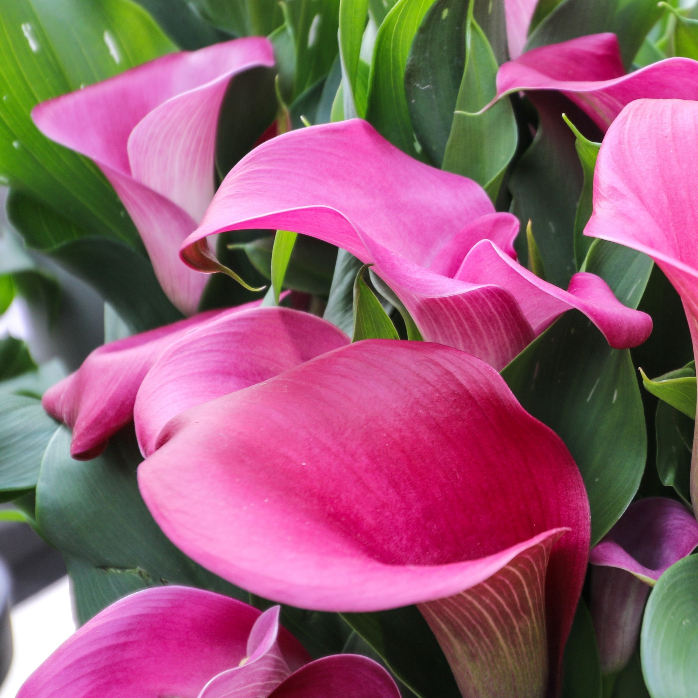National Plant Network Calla Lily Zazu Bulbs (3-Pack)