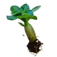 thumbnail image 3 of Desert Rose, Low Maintenance - Easy Grow - Ideal for Beds Borders, Plant Pots & Planters, 3 of 4
