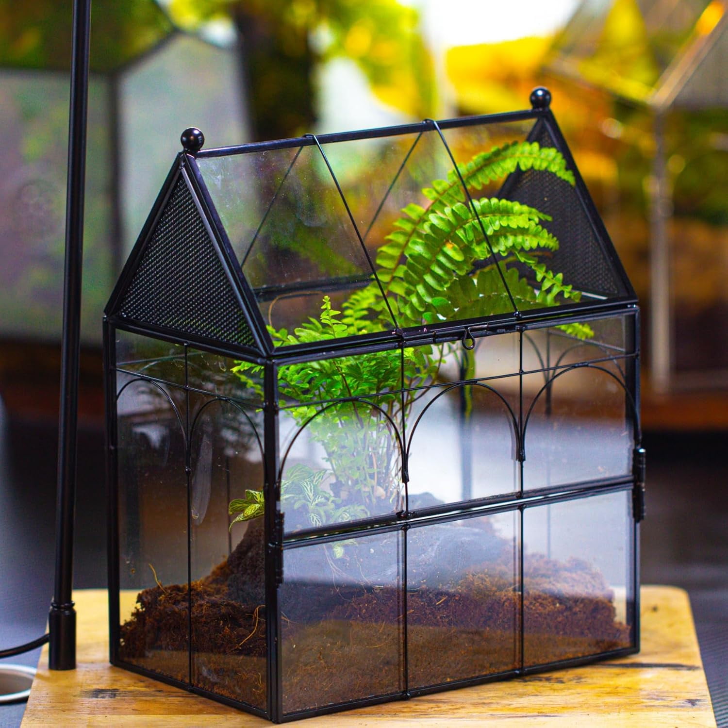 NCYP Glass Enclosure with Vent Holes for Insect, Spiders, Snails - 7.5" x 4.9" x 9", Small Closed Front Opening Door Succulent Terarium - House Shape Habitat, Home Decor Black (No Plants)