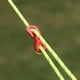 thumbnail image 2 of cámping Cuerda fija para acampar al aire libre Paracord Cord Hebilla Cierre Kit Rojo 60pcs JShteea El nuevo, 2 of 9