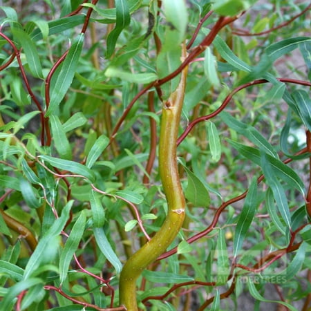 Dwarf Weeping Trees - Scarlet Curls Corkscrew Weeping Willow Tree - Live Plant, (QT)
