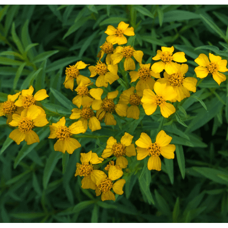 Set of 2 Mexican Tarragon Live Herb Plants, 4–9 Inch Tall Well-Rooted Mexican Mint Marigold for Outdoor Garden Beds & Containers