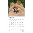 thumbnail image 3 of Pomeranians | 2026 7x14" (Hanging) Monthly Mini Wall Calendar | BrownTrout, 3 of 9