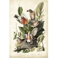 thumbnail image 2 of Art.com Audubon's American Robin Art Print by John James Audubon, 16" x 24", 2 of 4