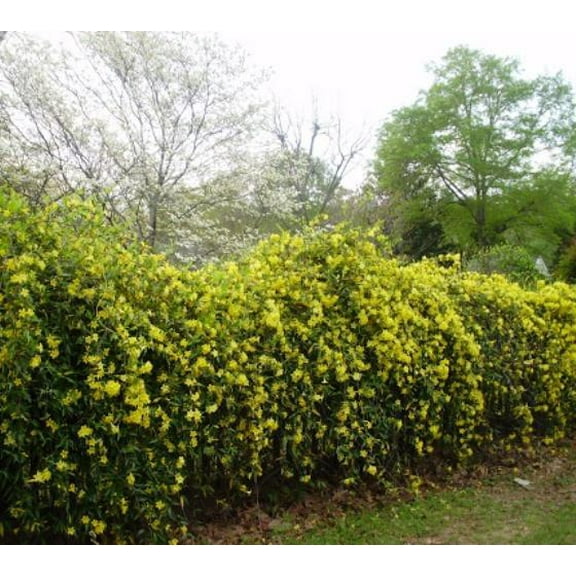 Yellow Carolina Jasmine Vine - Live Plant - ( 1 QT ) - Evergreen