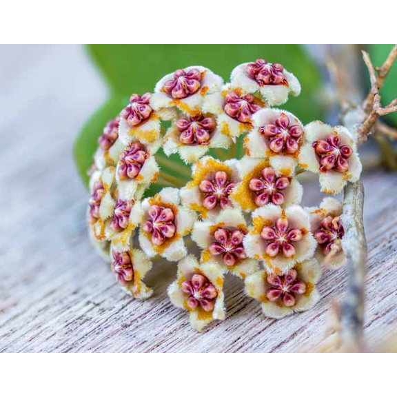 Hoya Heart Plant Live, Green Hoya Kerrii Plant Live Houseplants in 2 Inch Pot