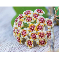 Hoya Heart Plant Live, Green Hoya Kerrii Plant Live Houseplants in 2 Inch Pot