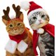 thumbnail image 2 of Disfraces navideños para mascotas, lindos conjuntos de disfraces navideños para gatos y cachorros (juego de 4 piezas) brillar Electrónica, 2 of 5