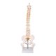 thumbnail image 1 of Spine Model Teaching Aids Learning 17.7inch for School Biological Laboratory, 1 of 5