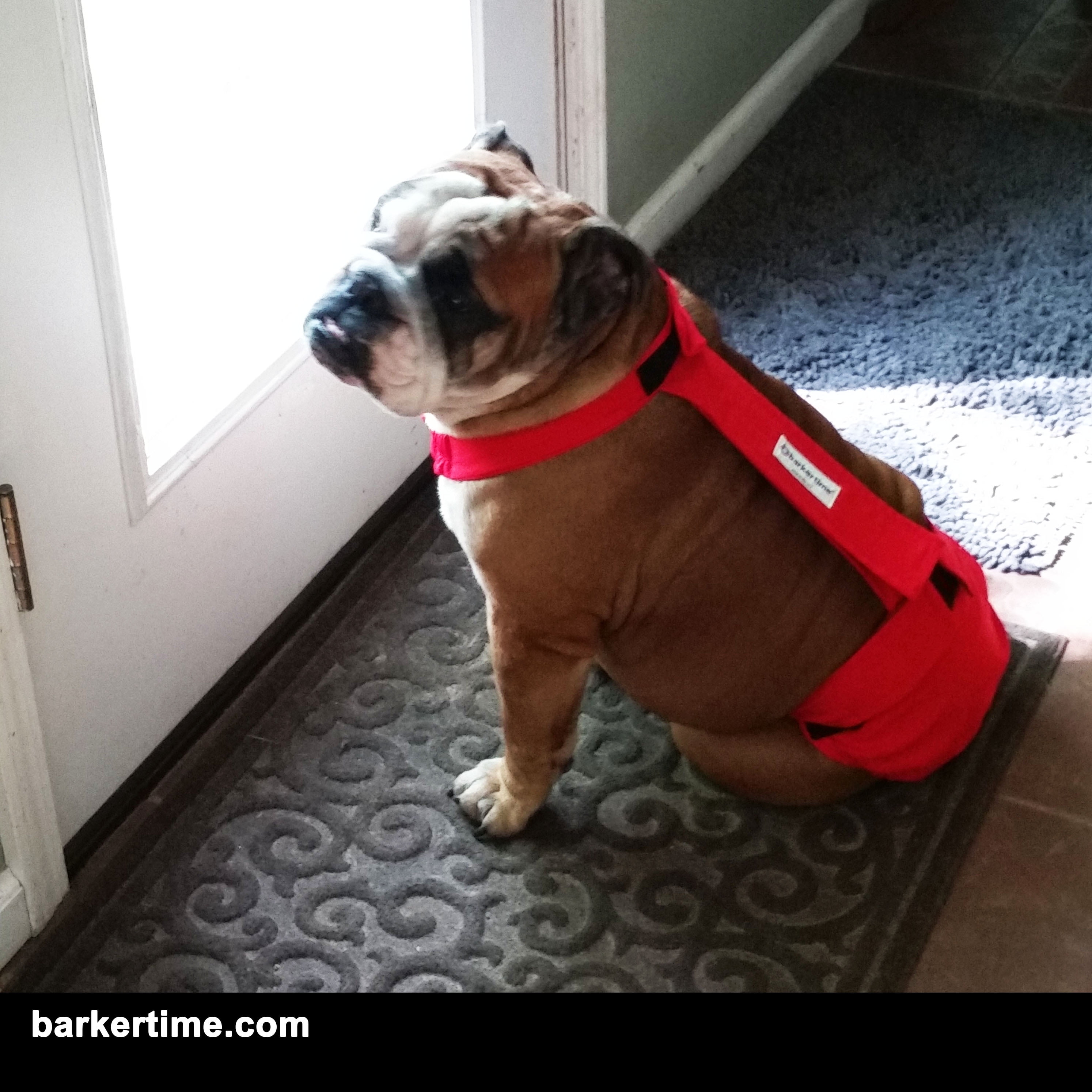 Barkertime Cherry Red Dog Diaper Overall
