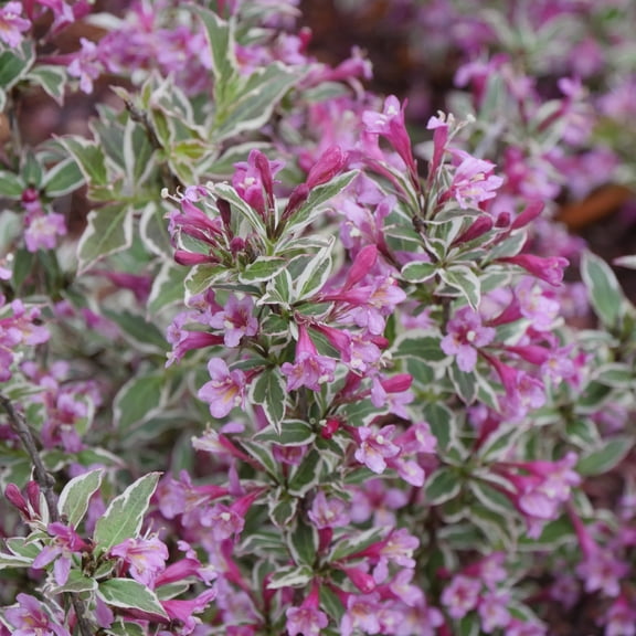 Proven Winners ColorChoice 5" My Monet Purple Effect Weigela Live Plant in 4.5" Pot (4 Count)