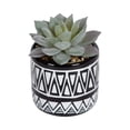 thumbnail image 1 of hometrends Taboo Mini Faux Succulent, 1 of 7