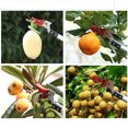 thumbnail image 6 of Seyurigaoka Long Handle Telescopic Fruit Picker, Practical Tree Reach Pruner, 6 of 6