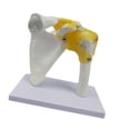 thumbnail image 4 of Bunblic Human Joint Model Realistic Teaching Tool,Educational,Medical,Lightweight,Scientific Skeleton Model for Display Study Science Shoulder, 4 of 8
