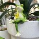 thumbnail image 3 of Divertidas figuras abrazadoras de maceta de rana for beber, decoración de valla for el jardín del hogar, 3 of 5
