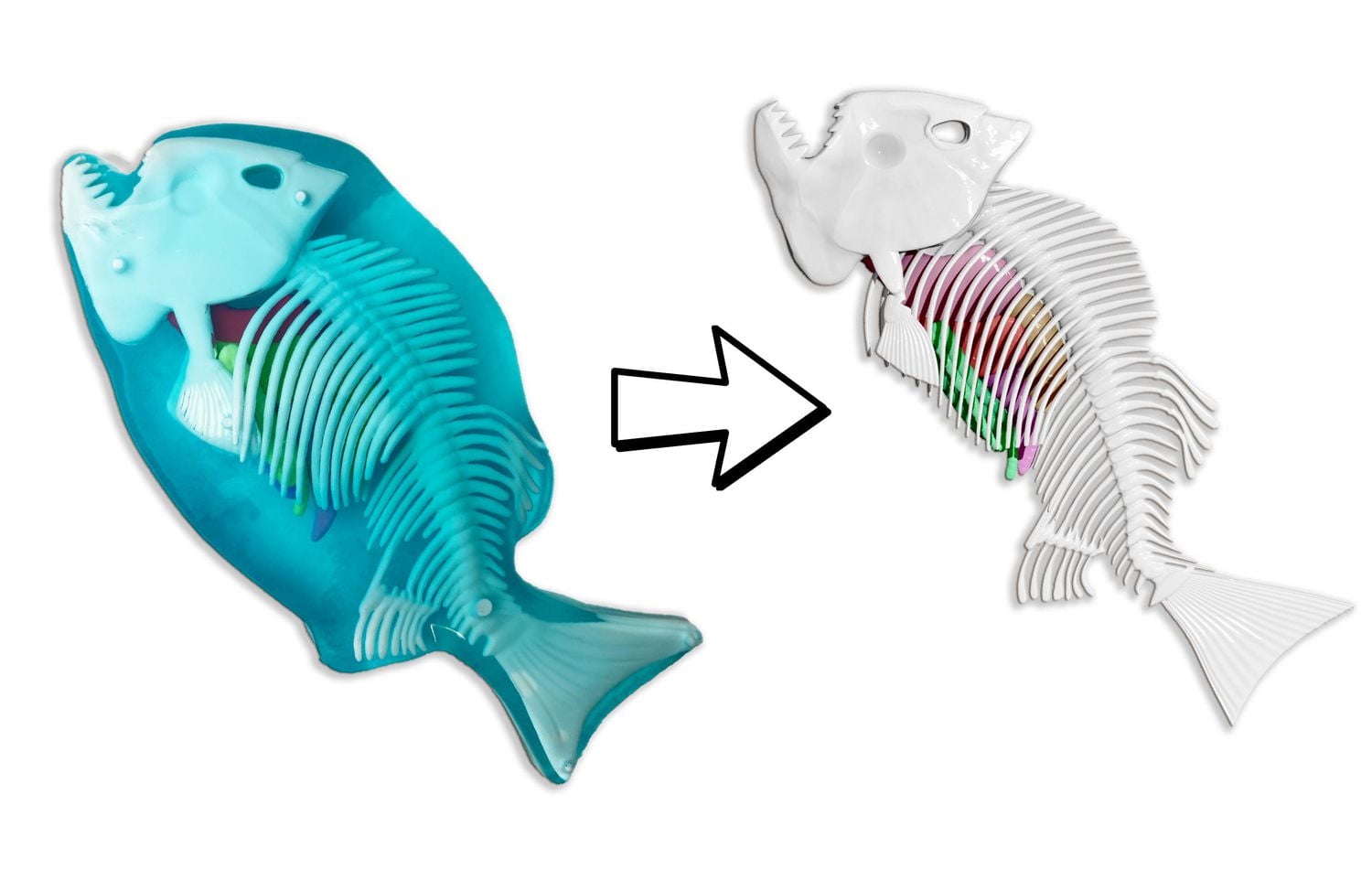 Dissect-It Piranha Lab