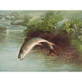 thumbnail image 3 of Kilbourne, Samuel 18x15 Black Modern Framed Museum Art Print Titled - Leaping Brook Trout, 3 of 5