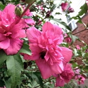 Lucy Althea Double Rosy Red Tree – Liner Starter Bareroot Plant, Double Rosy Red Blooms, Hardy Flowering Shrub Tree
