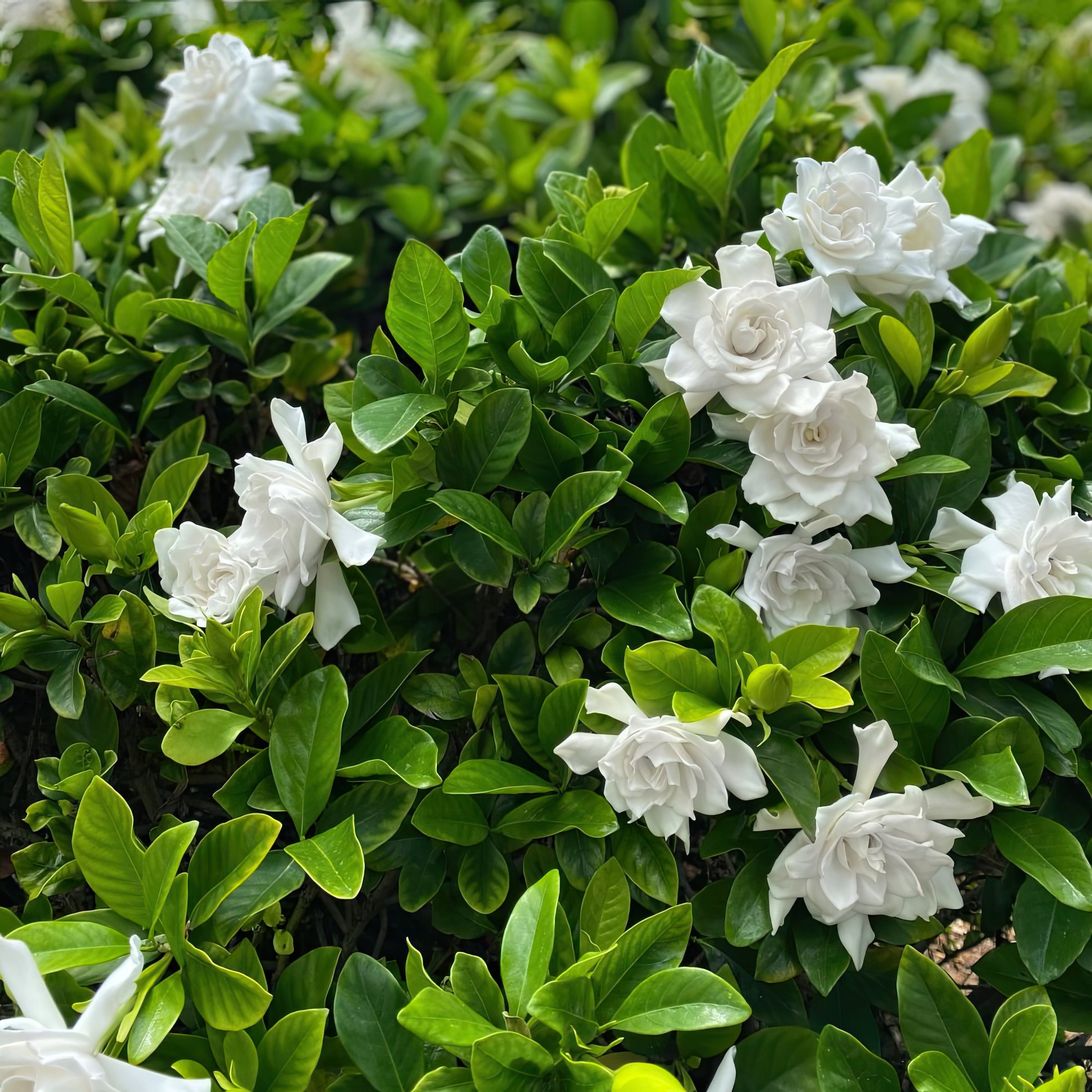 National Plant Network 3 gal. Gardenia Aimee Live Tree with Full Sunlight