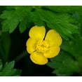 thumbnail image 2 of Wild, Jamie and Judy 13x12 Gold Ornate Wood Framed with Double Matting Museum Art Print Titled - Creeping Buttercup, 2 of 4