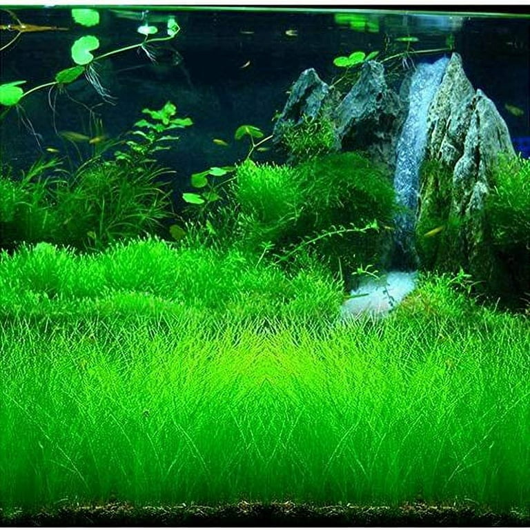 Aquarium Grass Plant Seeds Water Grasses Random Dwarf Aquatic Plant Grass Seeds Indoor Plant Seeds Oxygenating Weed Live Pond Plant Seeds,Fish