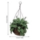 thumbnail image 5 of Mini casa decorativa decorativa maravillosa hermosa planta adorno encantador 1/12 modelo de bonsai para el balcón de jardín de hadas doméstico Inevent FN001979-00, 5 of 5