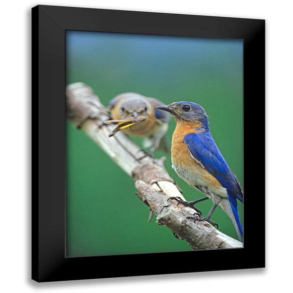 Fitzharris, Tim 12x14 Black Modern Framed Museum Art Print Titled - Eastern Bluebirds-male and female