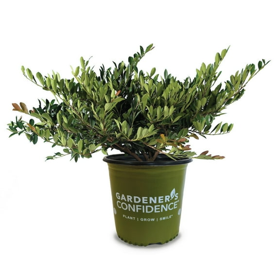 Blue Cascade® Evergreen Distylium - Distylium 'PIIDIST-II' PP4,409