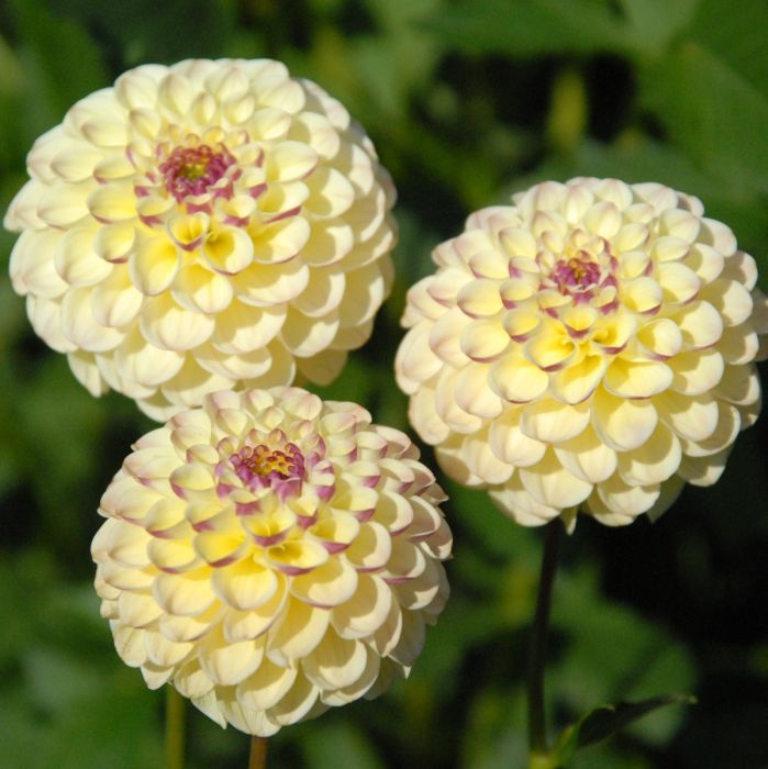 40 Seeds Yellow Cherish Dahlia Seeds Pollinator Friendly Heirloom Flower Seeds Mix for Planting
