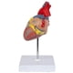 thumbnail image 3 of Heart Model, 2-part Deluxe Life Size Human Heart Replica With 34 Anatomical Structures, Includes Mo, 3 of 5