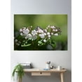 thumbnail image 2 of Bloom Theory Mountain Laurel Poster Wall Art, Modern Wall Decor, 8x12 UNFRAMED, 2 of 3