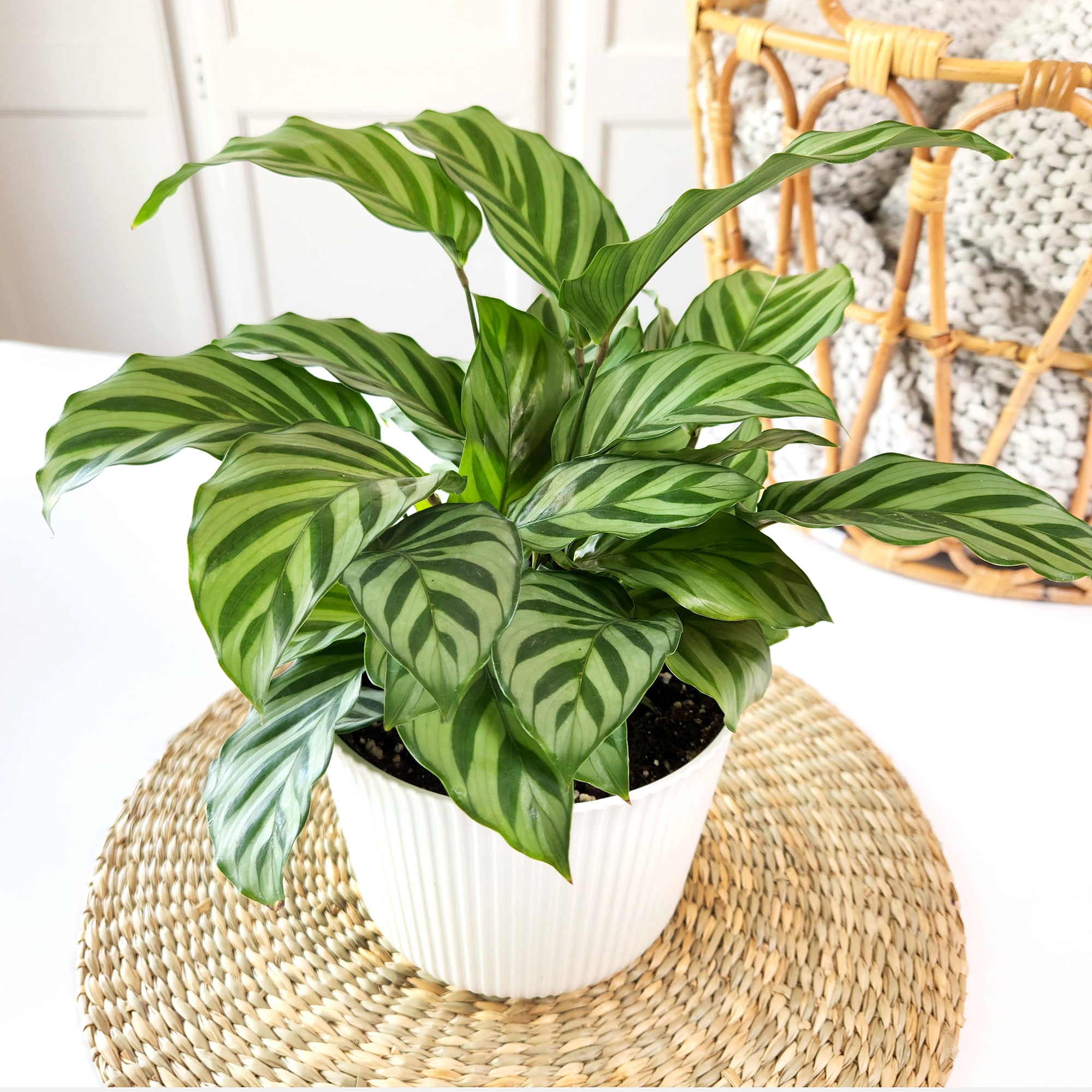 Element Freddie Calathea Live Plant in 6" White Decor Pot (Approx 15" Tall) Prayer Plant