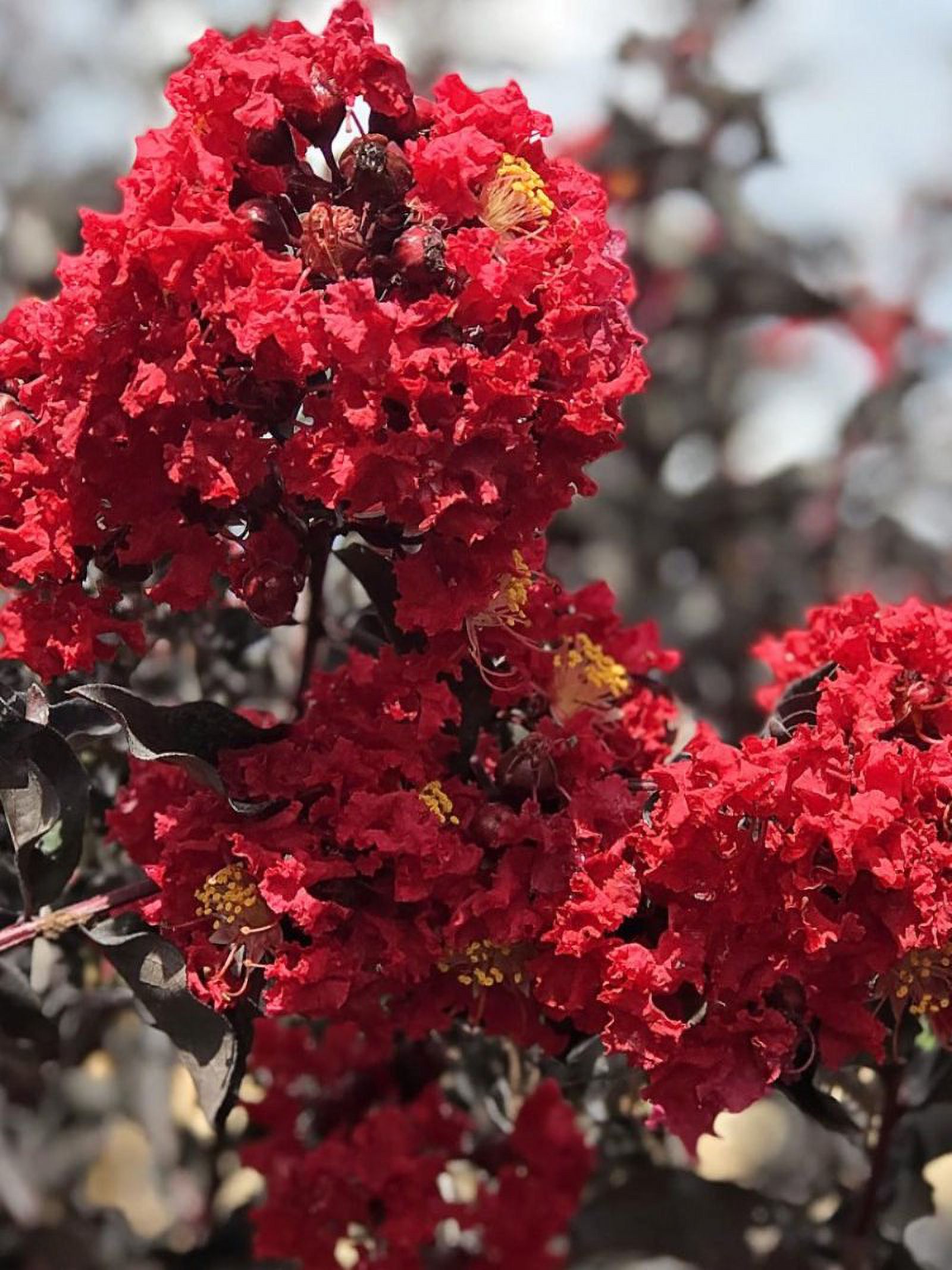 Black Diamond Blooms 18-24 in. tall Radiant Red Crape Myrtle Live Tree in 3-Gallon Grower Pot