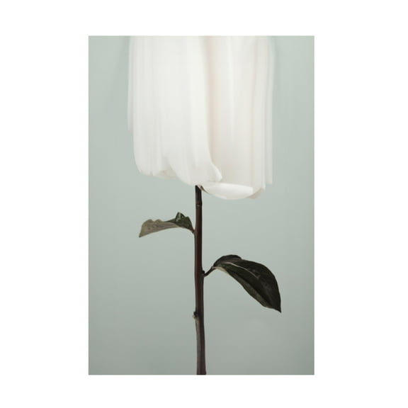 Trademark Fine Art Pictufy Studio III Peony 17 Canvas Wall Art